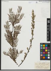 Foto von Salix repens L. x Salix viminalis L.